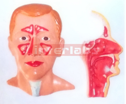 HUMAN HEAD,FACE MEDIAN OF NOSE MOUTH AND LARYNX MODEL (2 PCS)